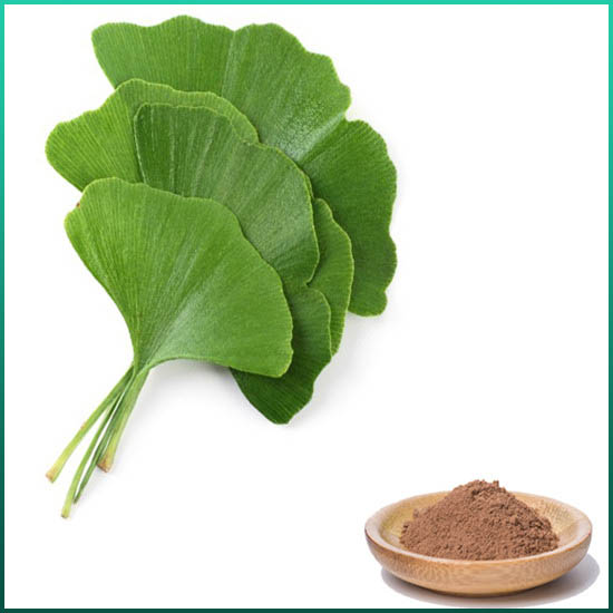 Ekstrak Ginkgo Biloba